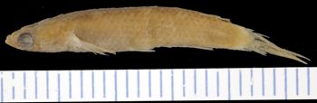 Media type: image; Ichthyology 6266